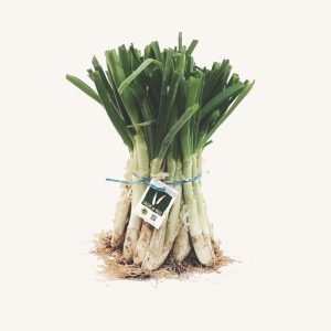 Calçots de Valls (IGP) from Catalonia, First Quality (primera categoría), bunch (manat / manojo) with 25 units